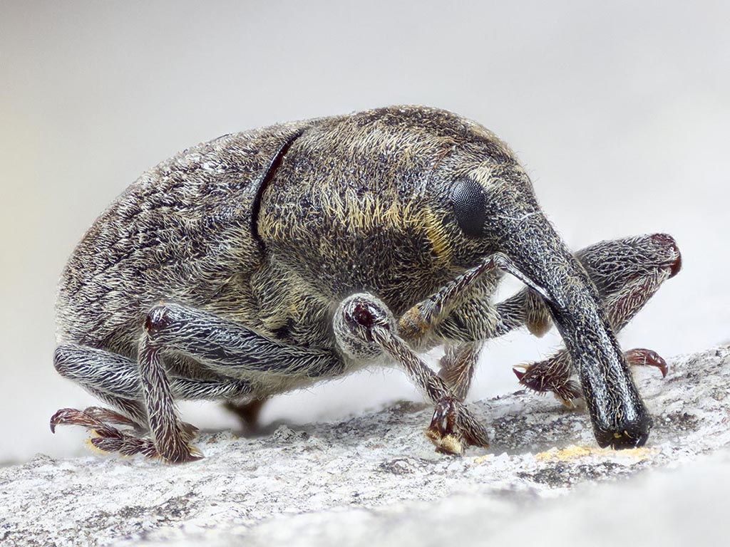 Curculionidae:  Larinus (Phyllonomeus) sturnus, femmina